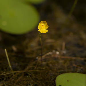 Photo by: Kyle J. Webster. Photo Taken: Suffolk County, NY